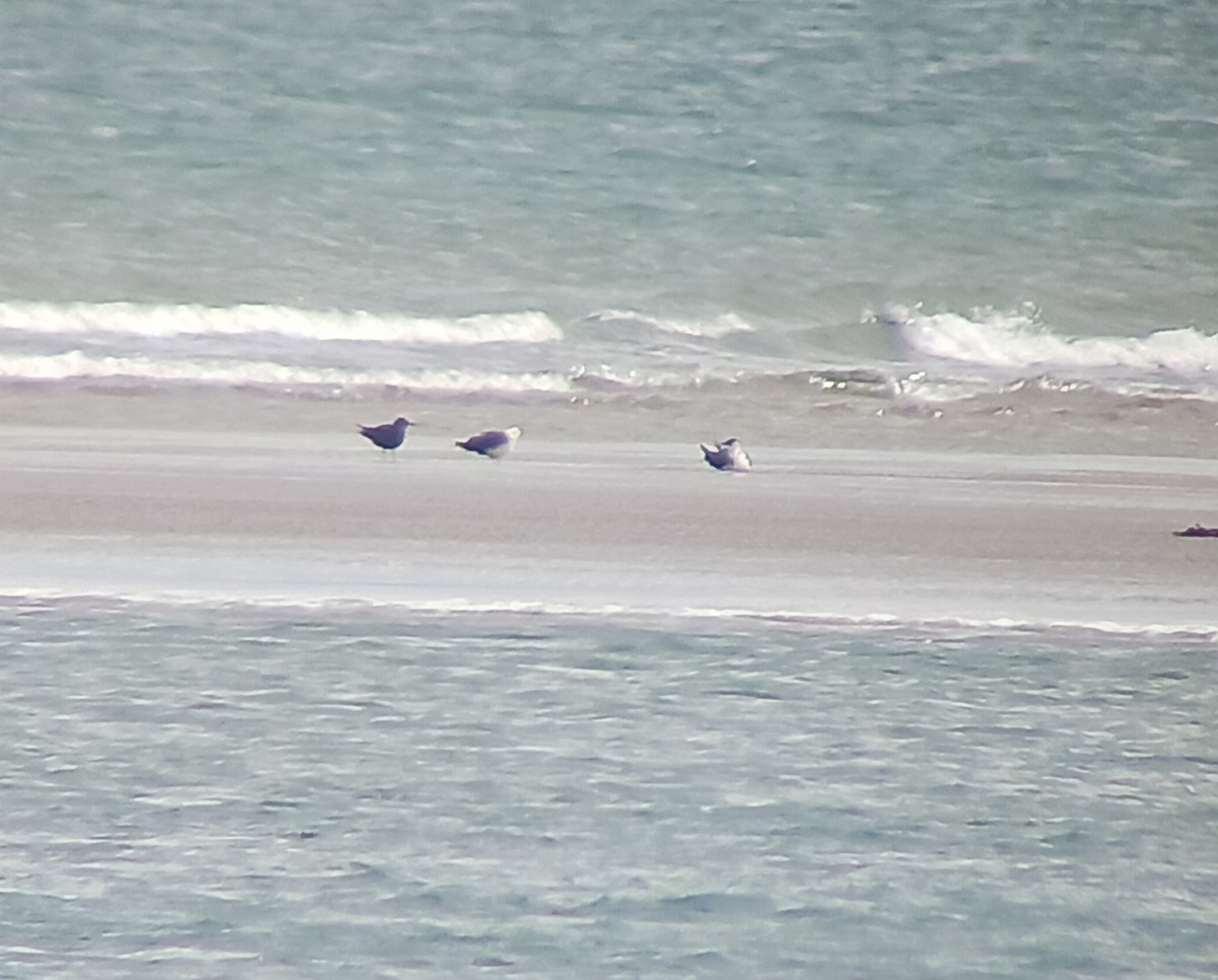 Годон хайлгана - ML641844351