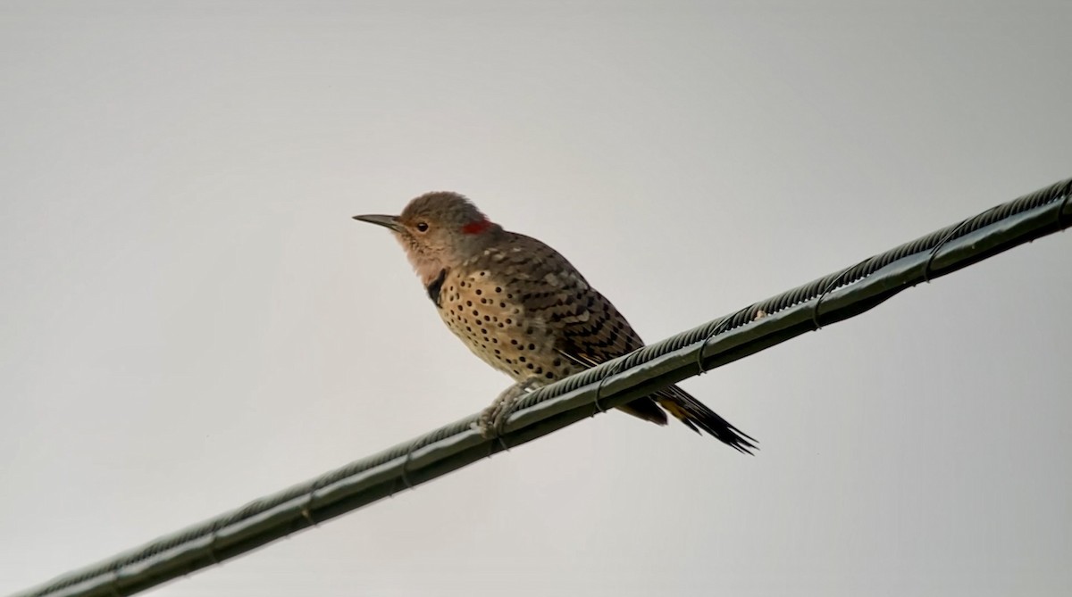 Northern Flicker - ML641844375