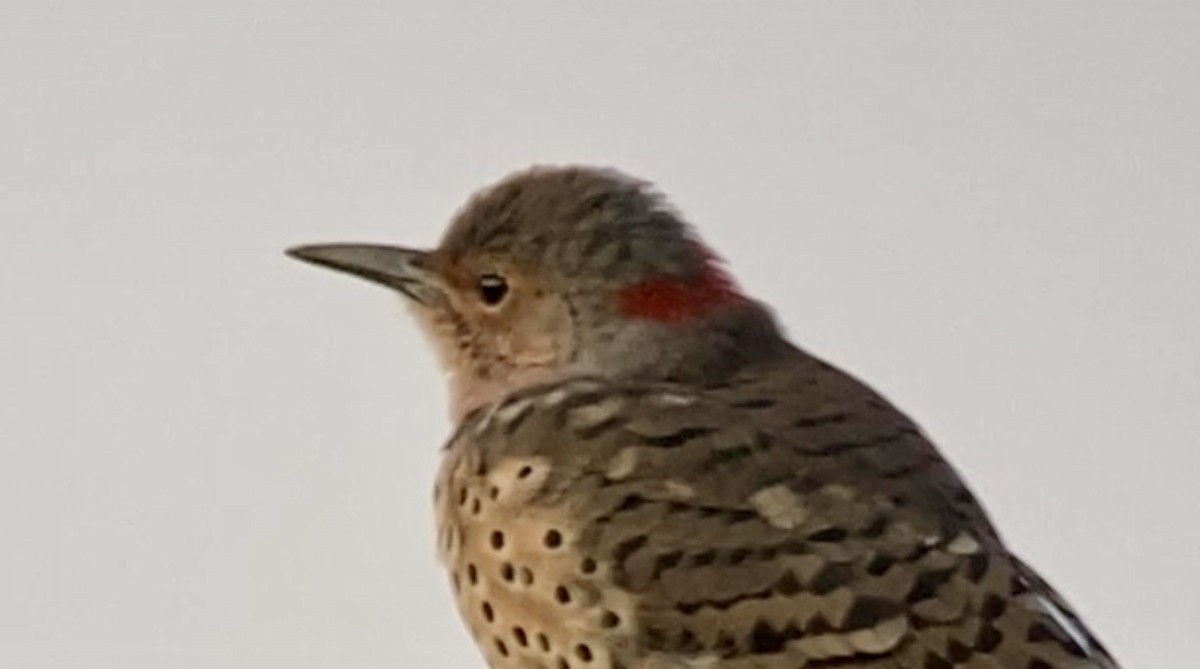 Northern Flicker - ML641844376