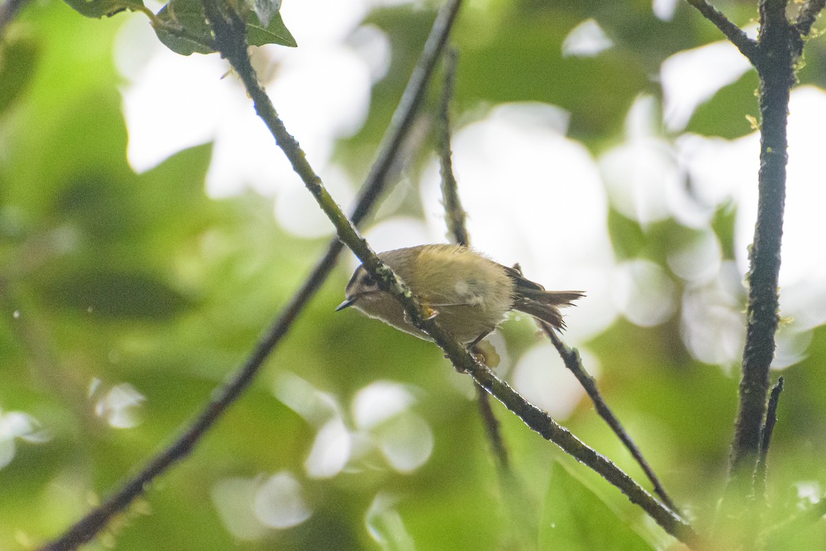 Goldcrest (Tenerife) - ML641844380