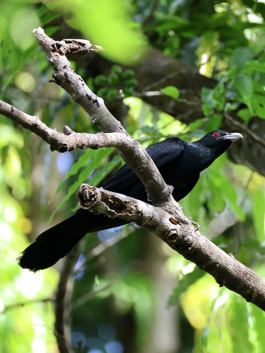 Asian Koel - ML641844381