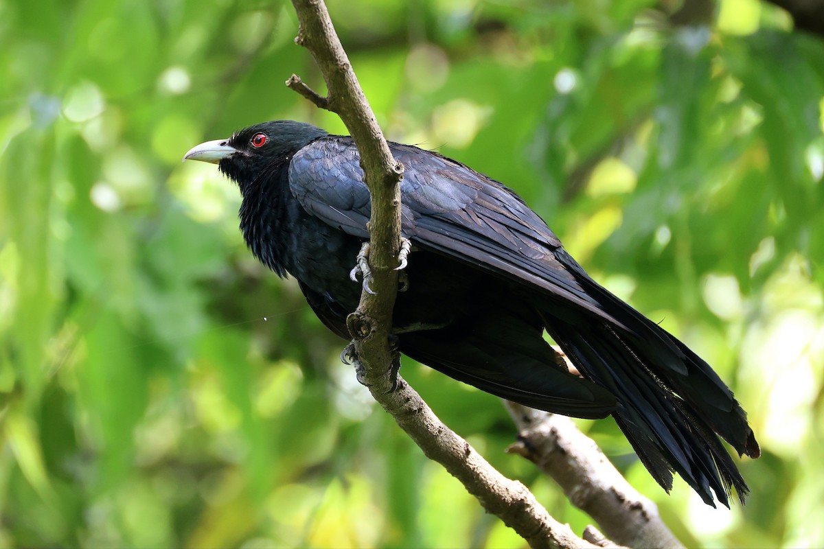 Asian Koel - ML641844384