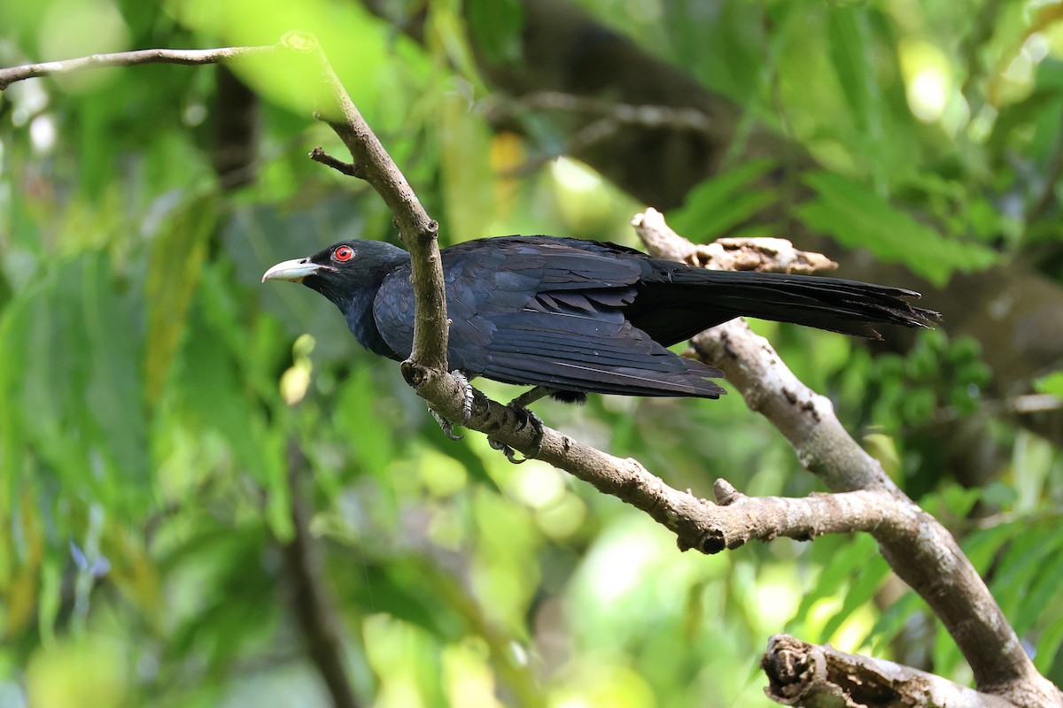 Asian Koel - ML641844385