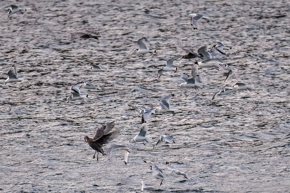 Black-legged Kittiwake - ML641844392