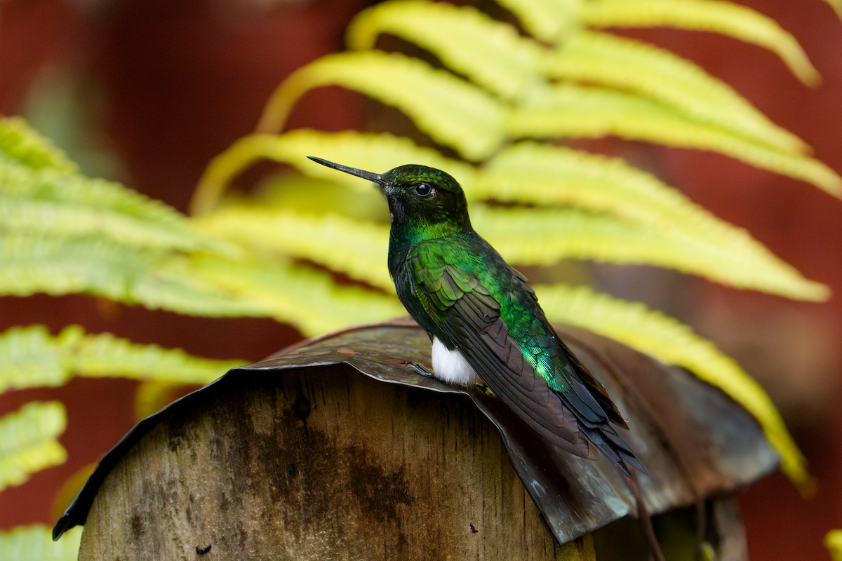 Glowing Puffleg - ML641844412