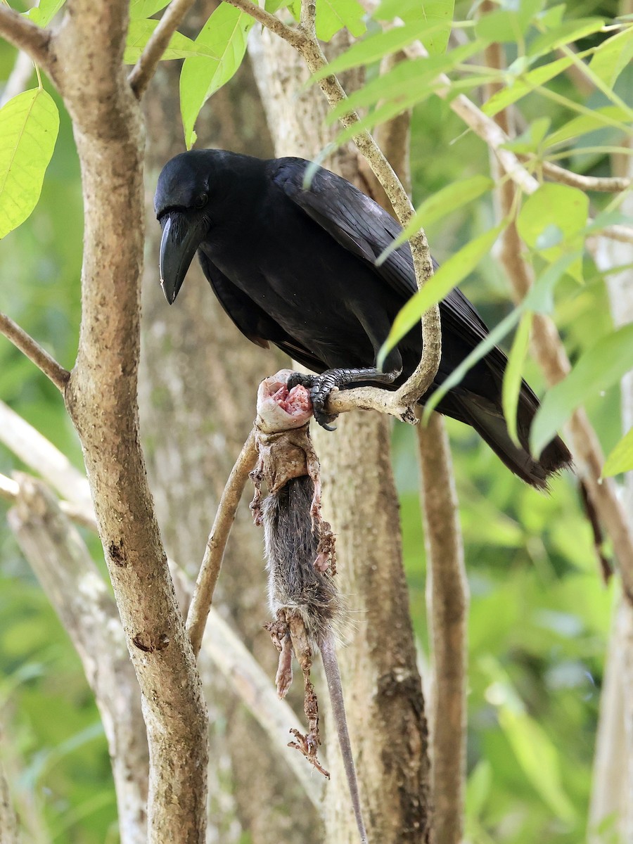 Large-billed Crow - ML641844428