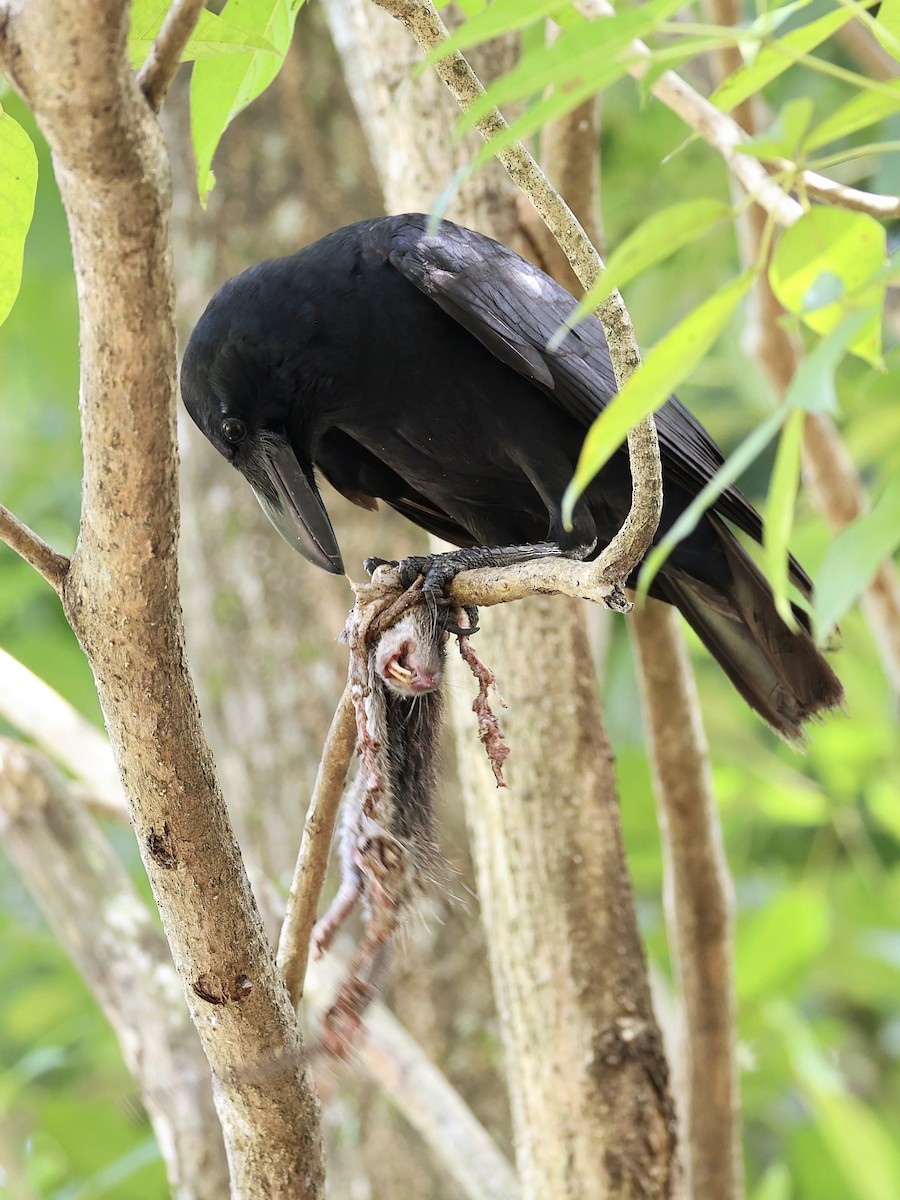 Large-billed Crow - ML641844430
