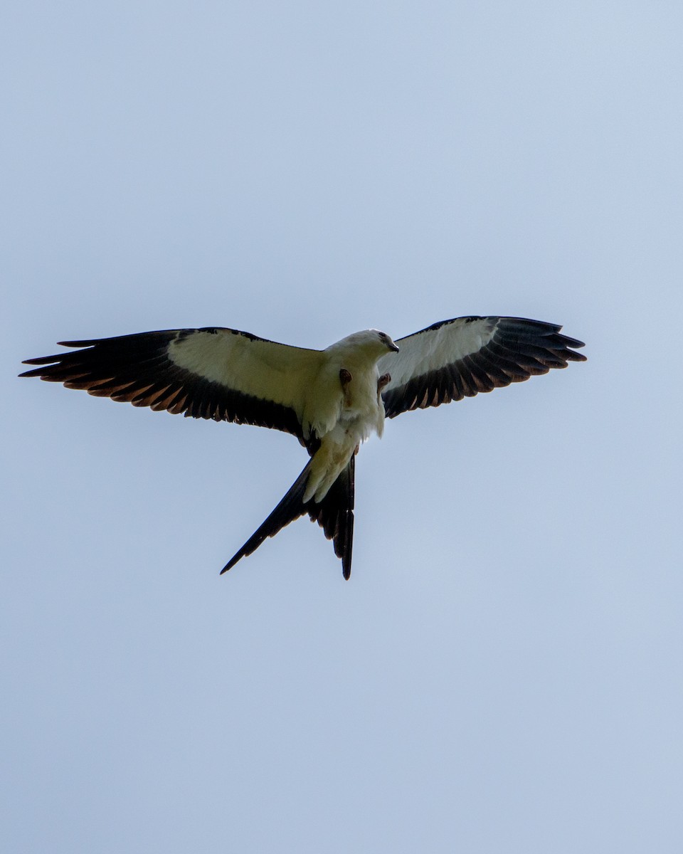 Swallow-tailed Kite - ML641844440