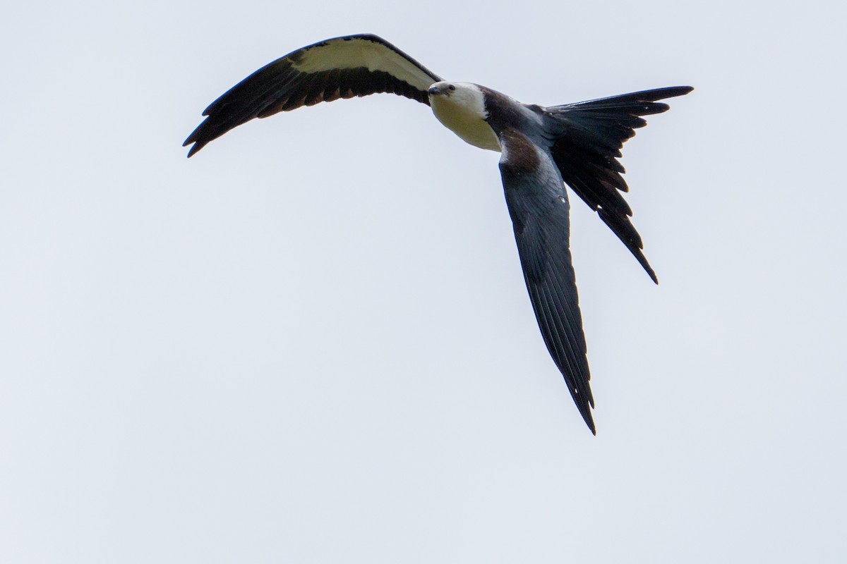 Swallow-tailed Kite - ML641844441