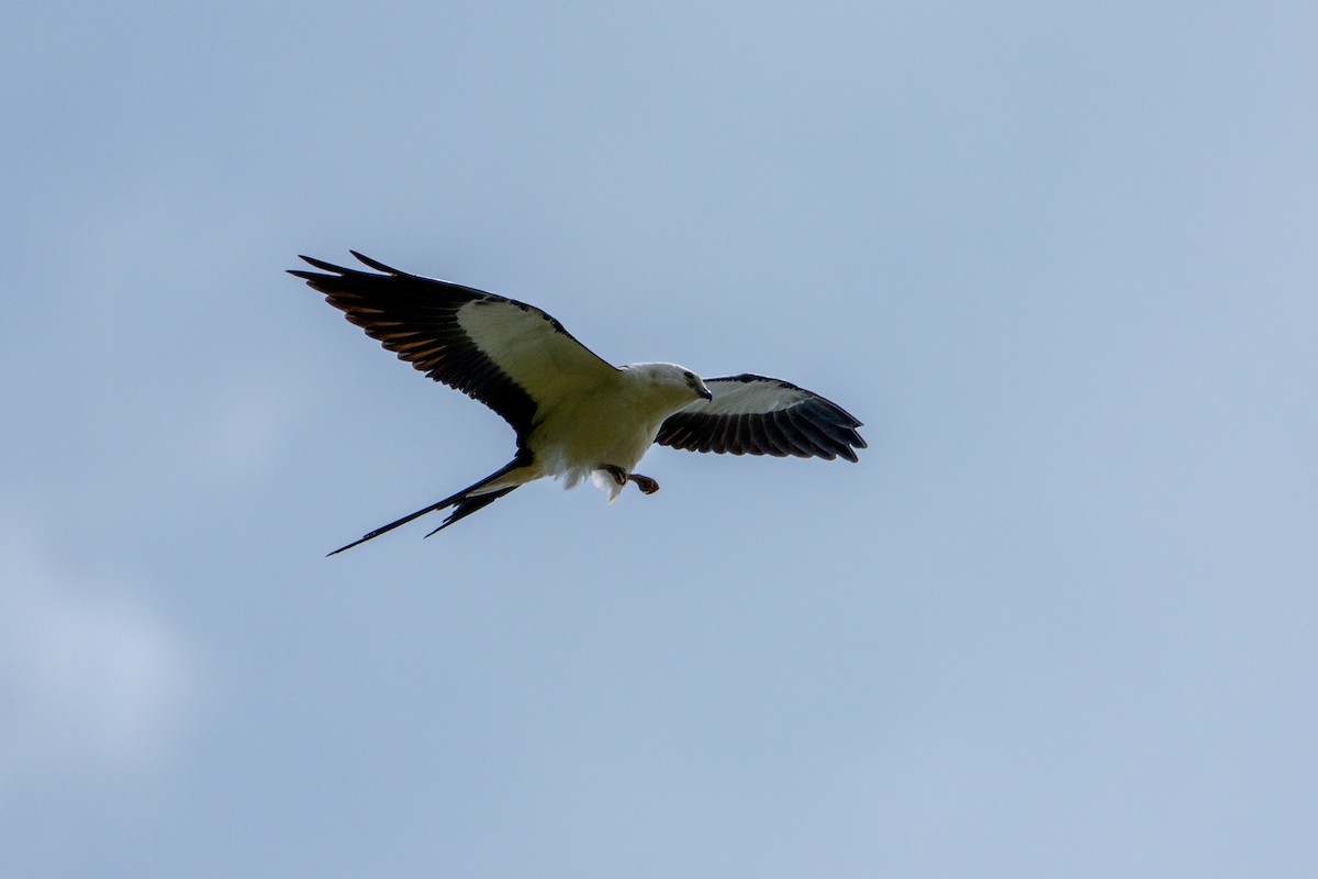 Swallow-tailed Kite - ML641844442