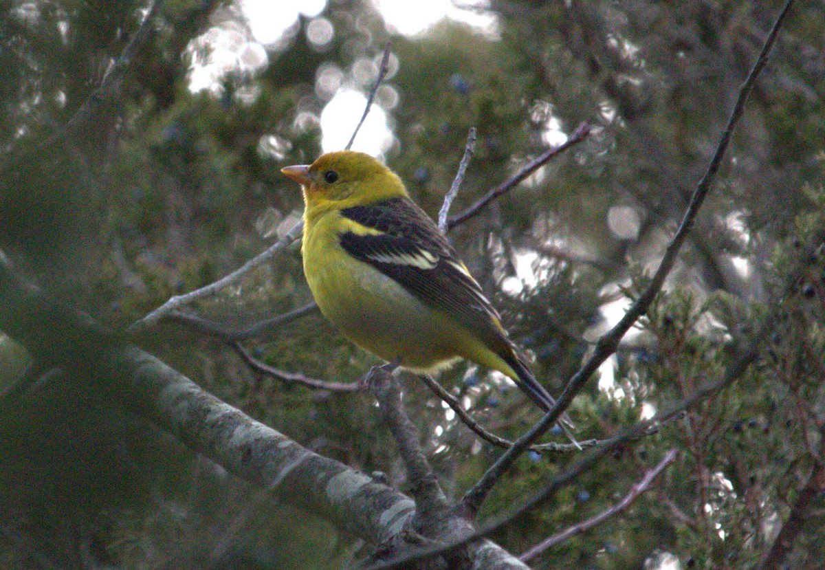 Western Tanager - ML641844448