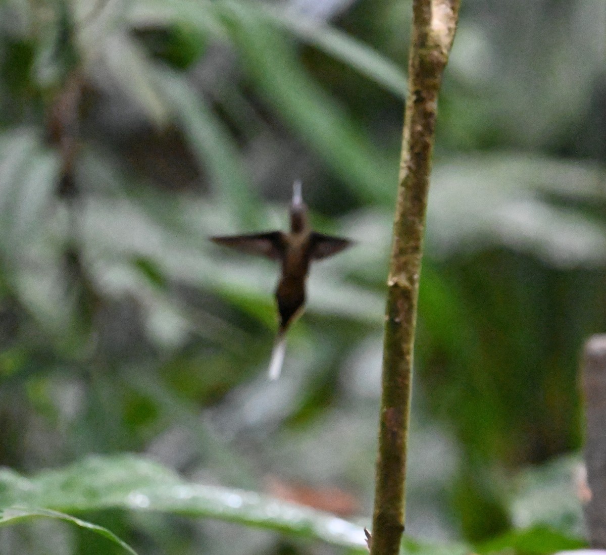 Long-billed Hermit - ML641844449