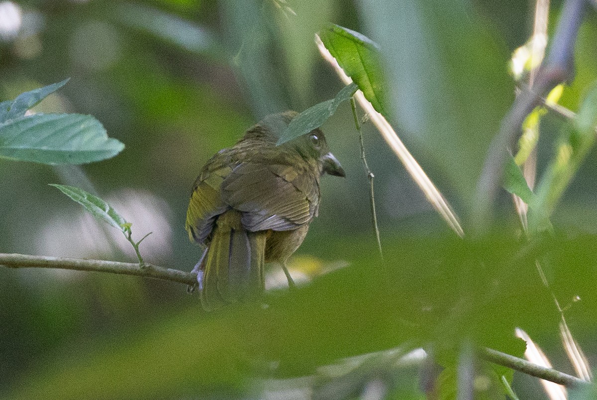 Ochre-breasted Tanager - ML641844468