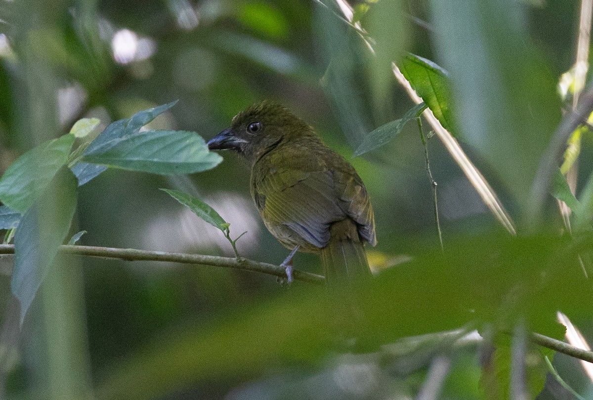 Ochre-breasted Tanager - ML641844469