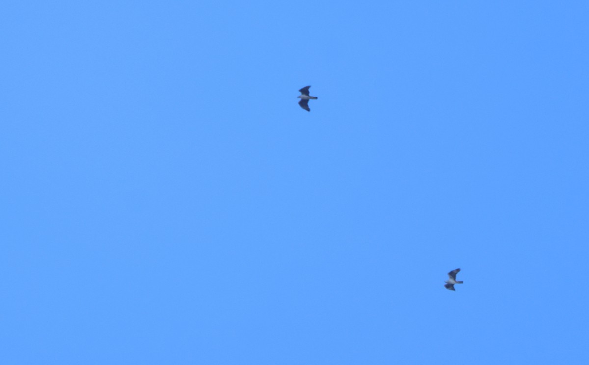 Bonelli's Eagle - ML641844470