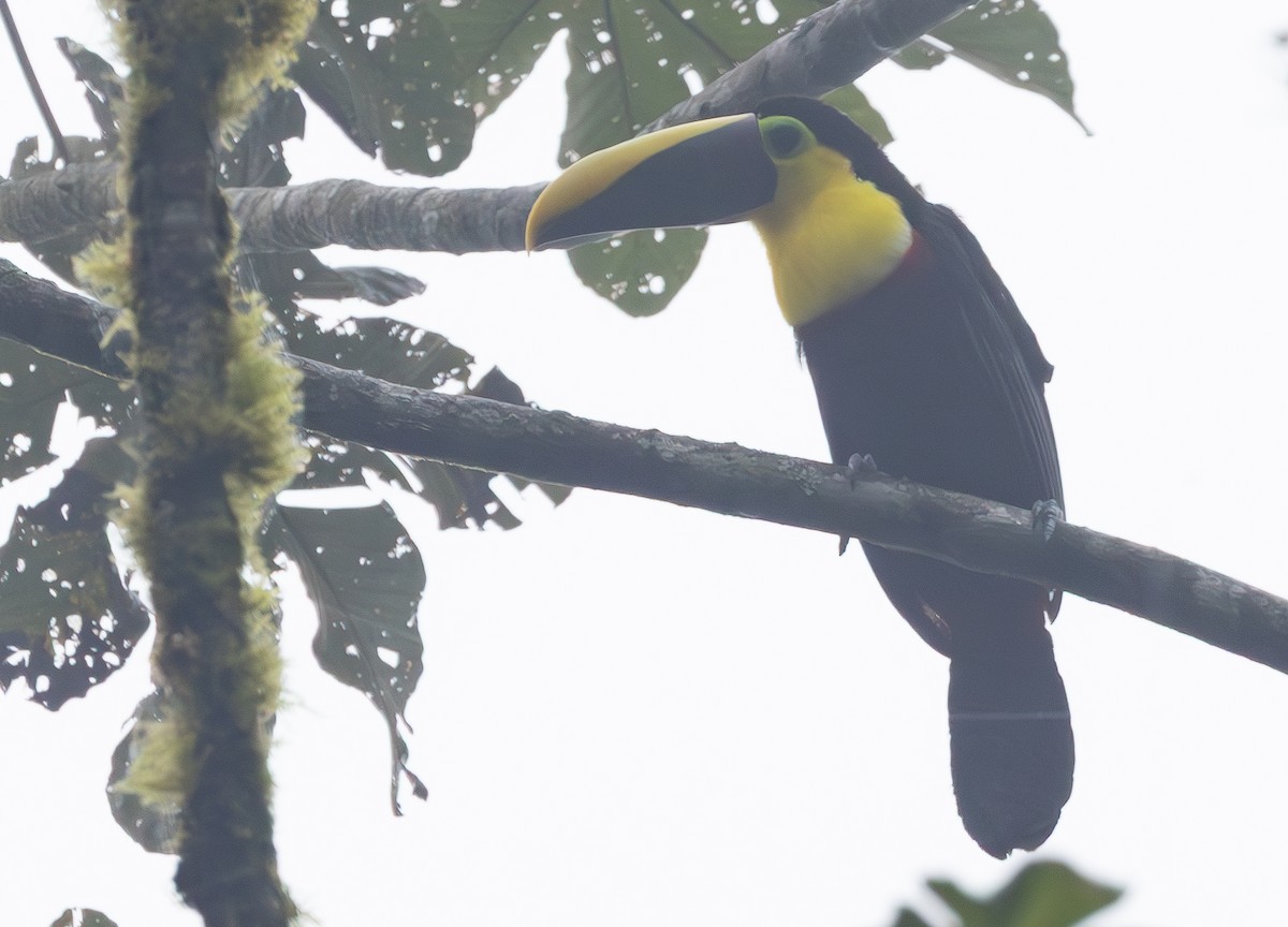 Choco Toucan - ML641844482