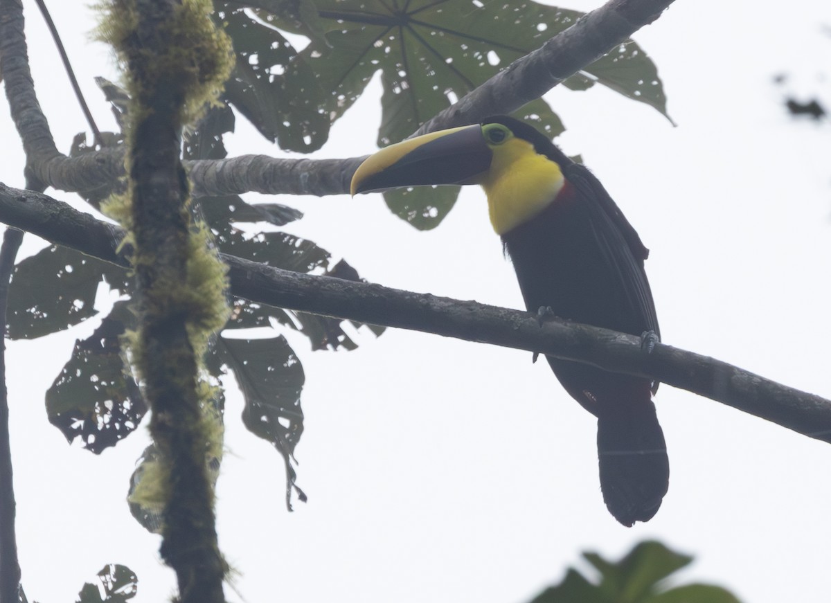 Choco Toucan - ML641844483