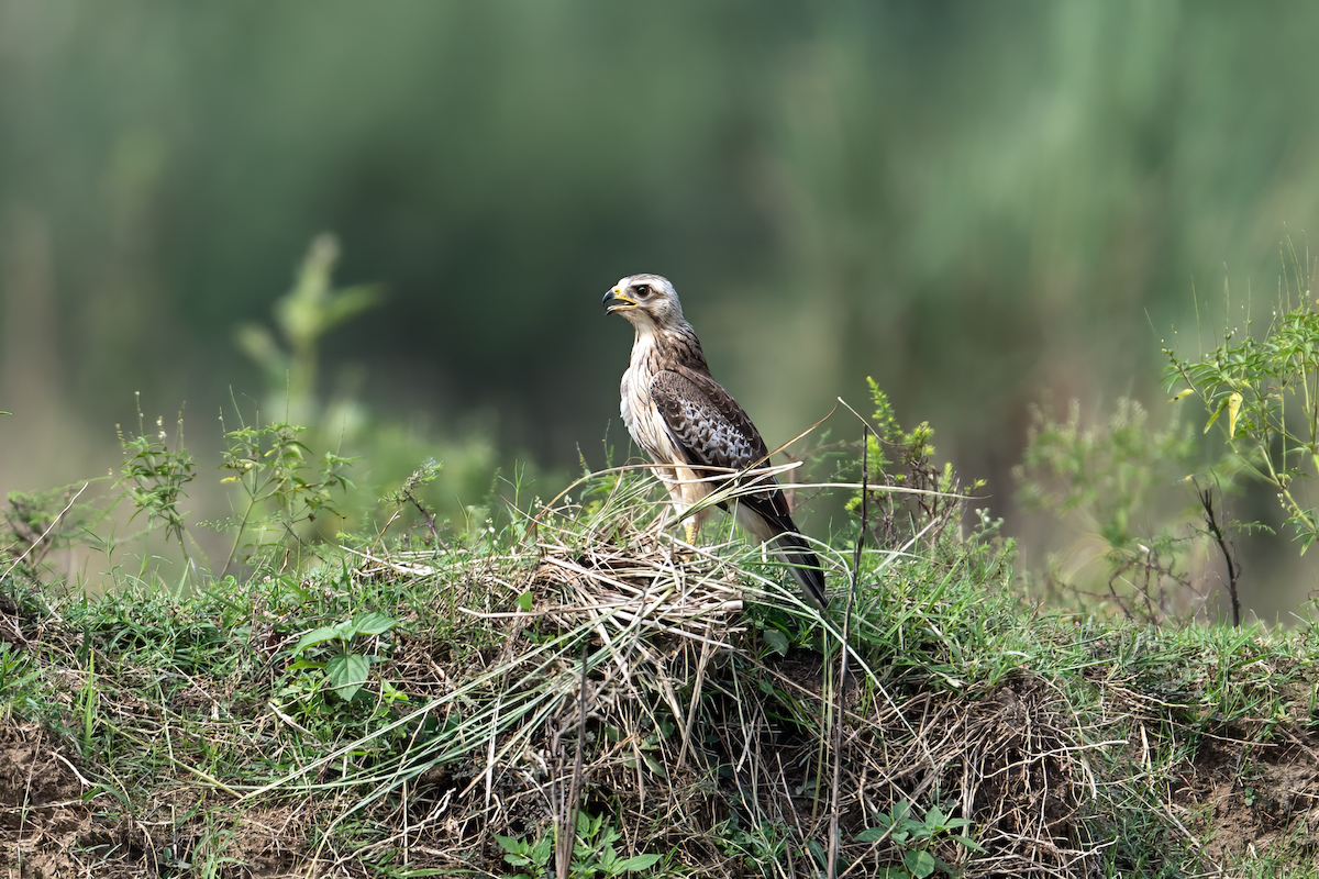 White-eyed Buzzard - ML641844485