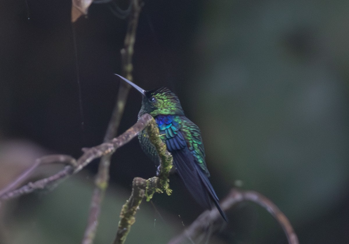 Crowned Woodnymph (Emerald-bellied) - ML641844497