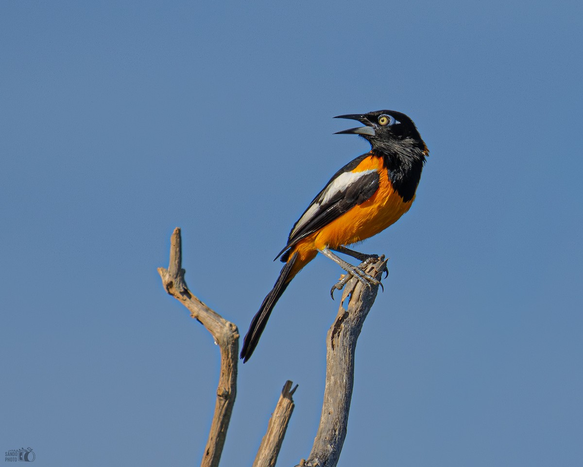 Venezuelan Troupial - ML641844503
