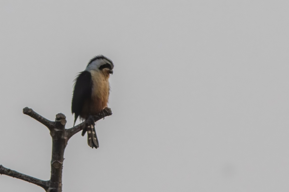 Collared Falconet - ML641844505