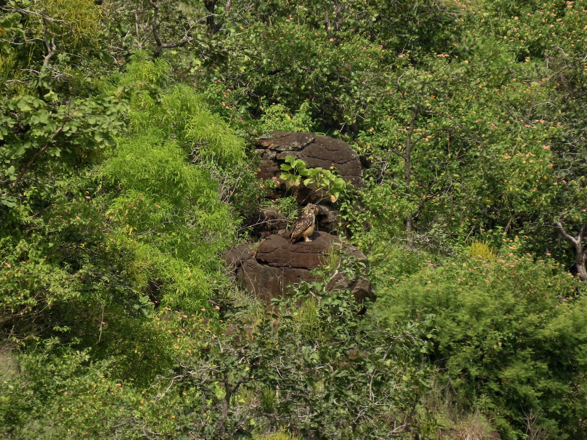 Rock Eagle-Owl - ML641844508