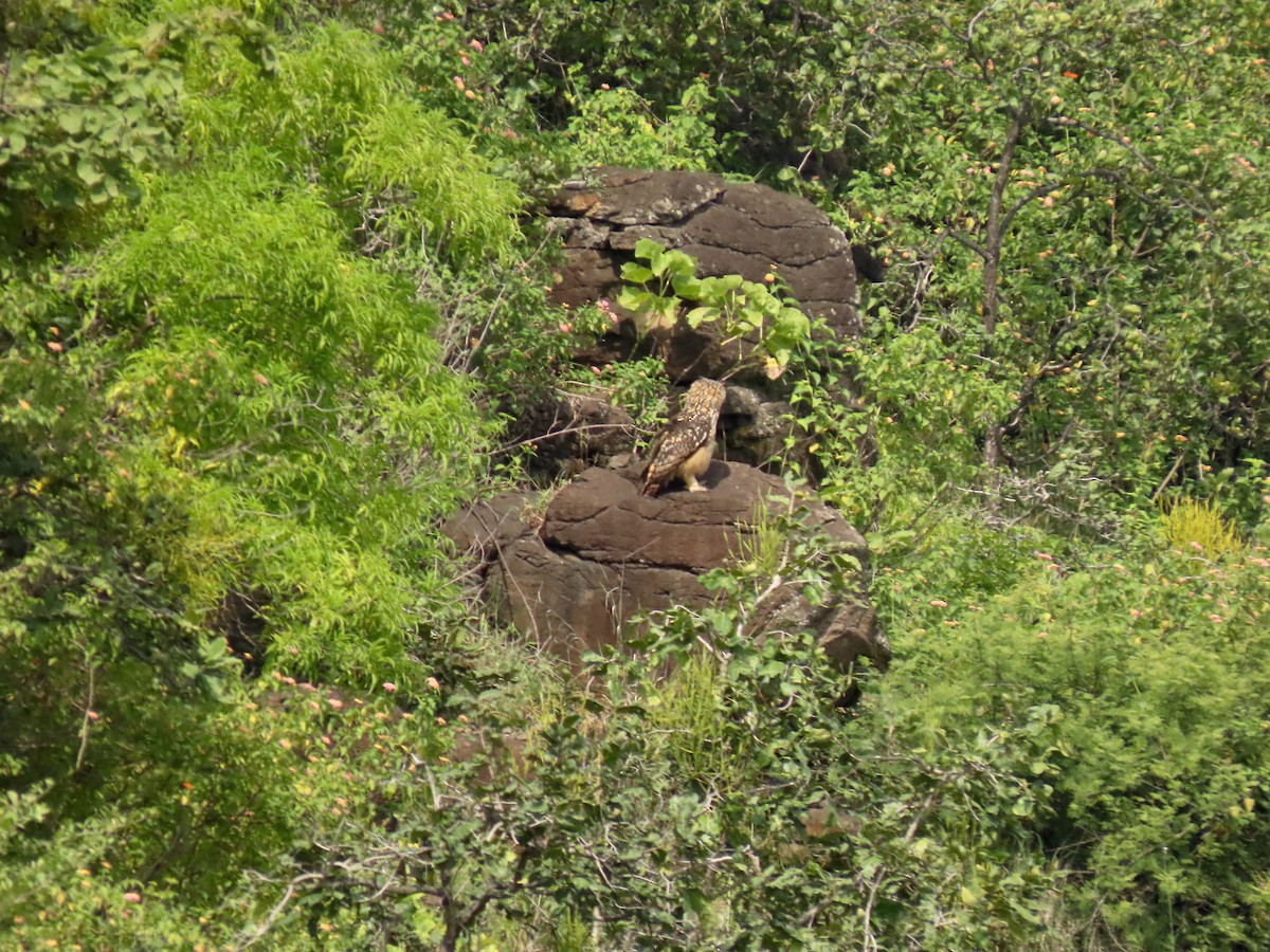 Rock Eagle-Owl - ML641844510