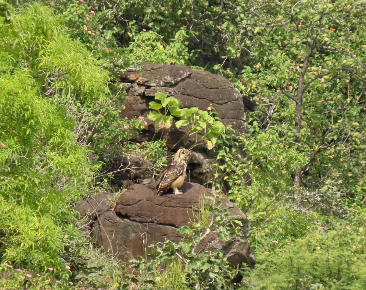 Rock Eagle-Owl - ML641844511