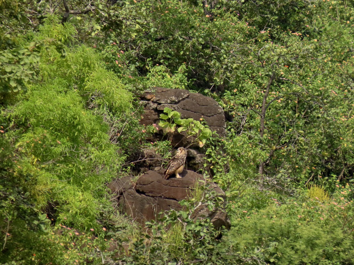 Rock Eagle-Owl - ML641844512