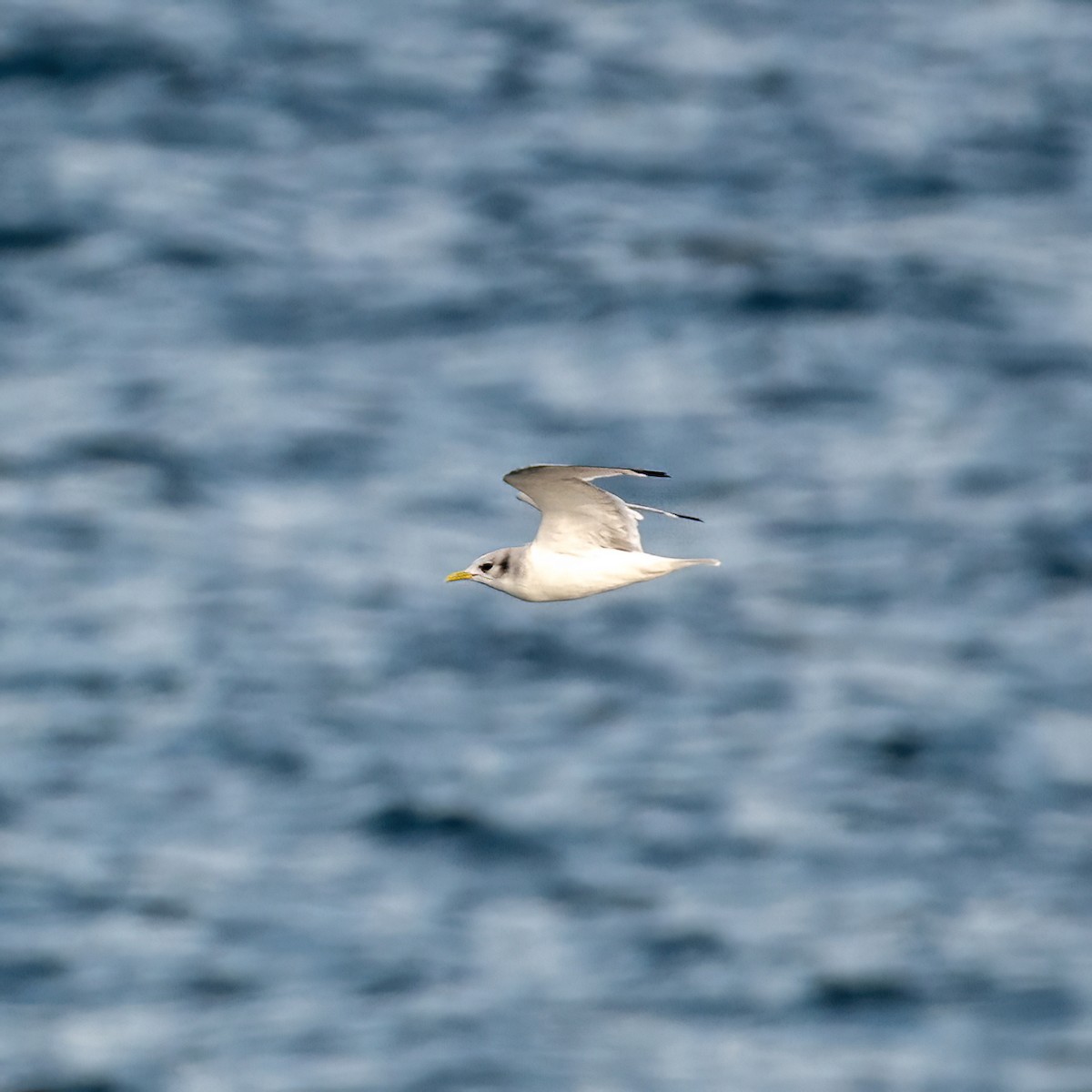 Black-legged Kittiwake - ML641844514