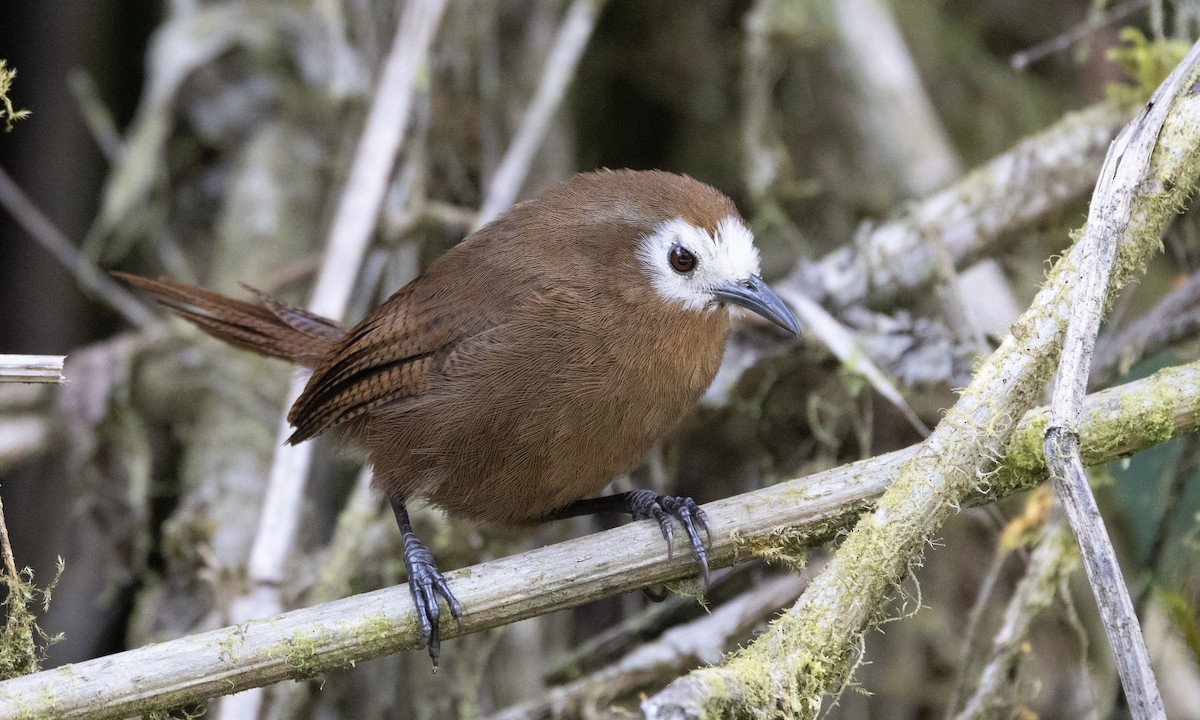 Peruvian Wren - ML641844529