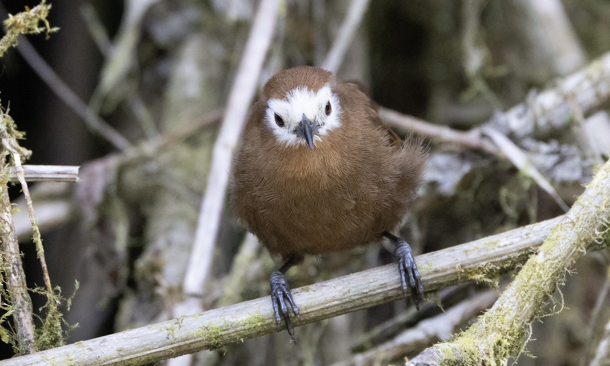 Peruvian Wren - ML641844530