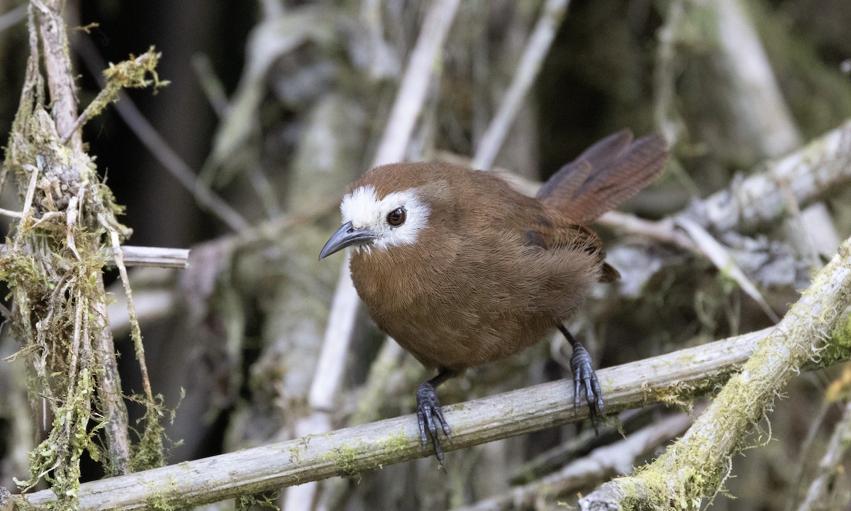 Peruvian Wren - ML641844531