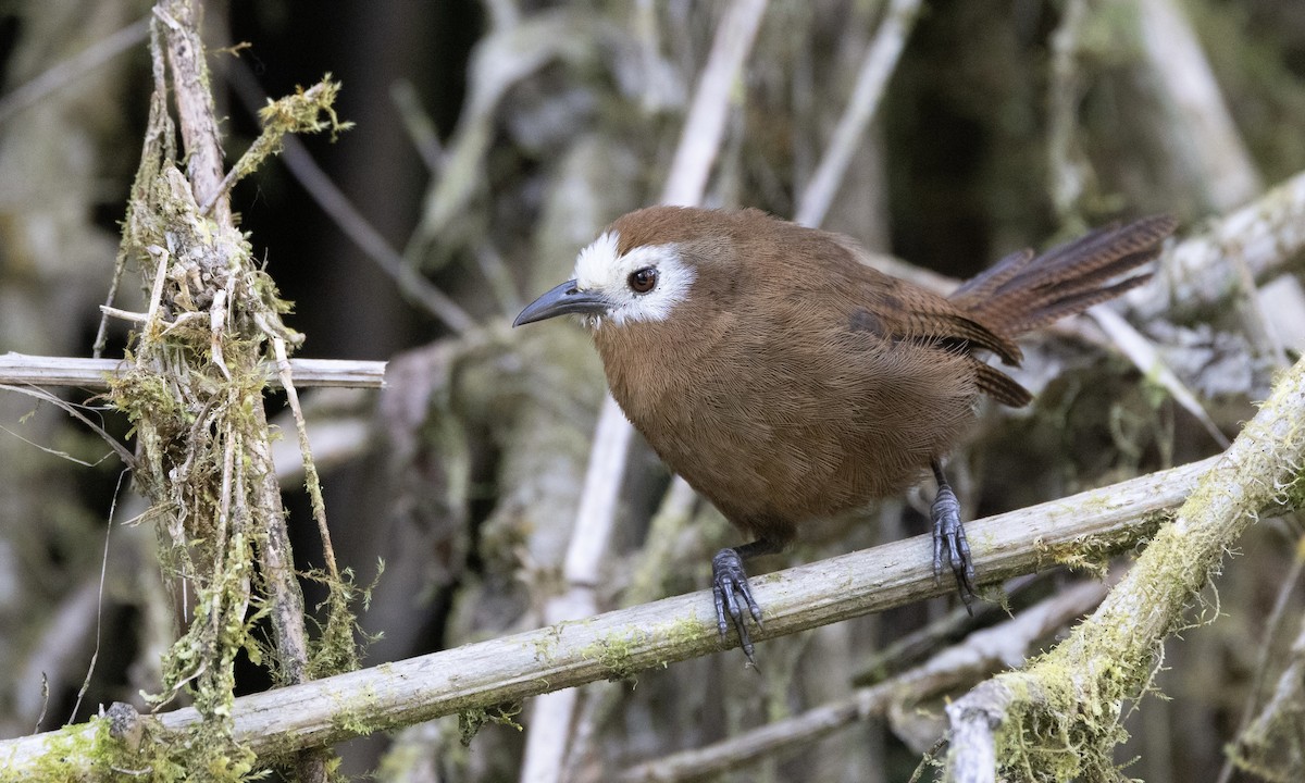 Peruvian Wren - ML641844532