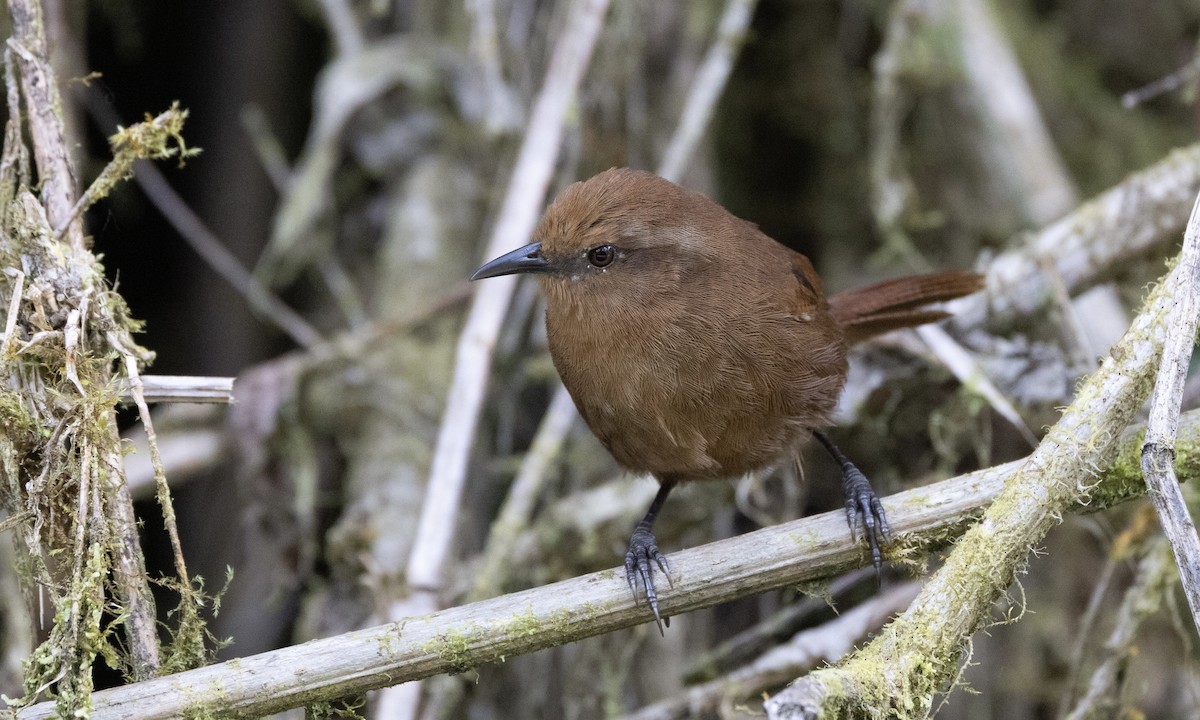 Peruvian Wren - ML641844533