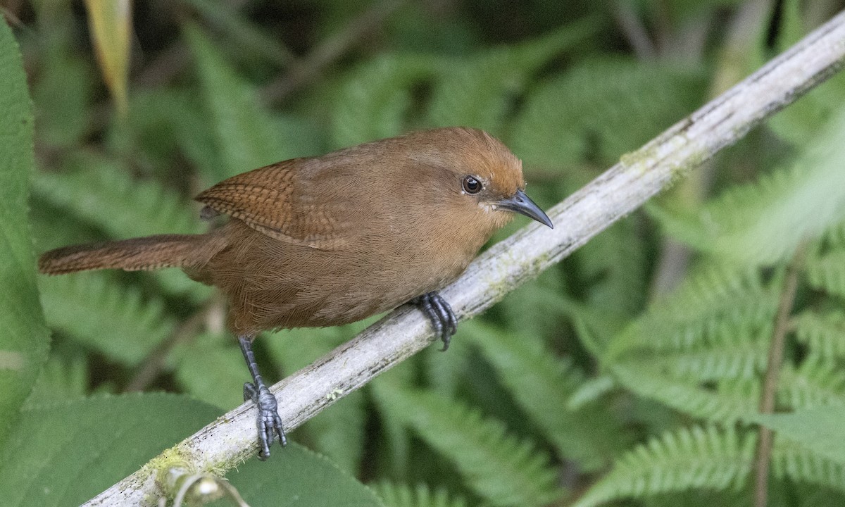 Peruvian Wren - ML641844534