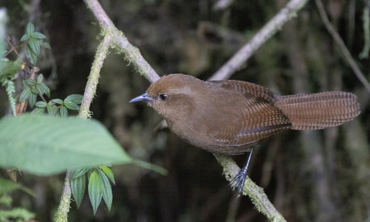 Peruvian Wren - ML641844535