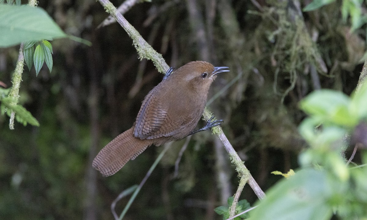 Peruvian Wren - ML641844536