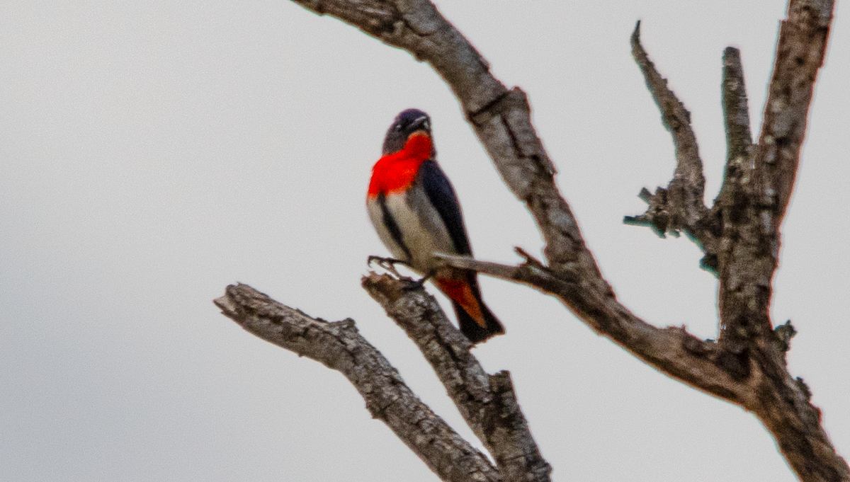 Mistletoebird - ML641844561