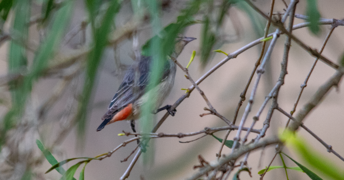 Mistletoebird - ML641844562