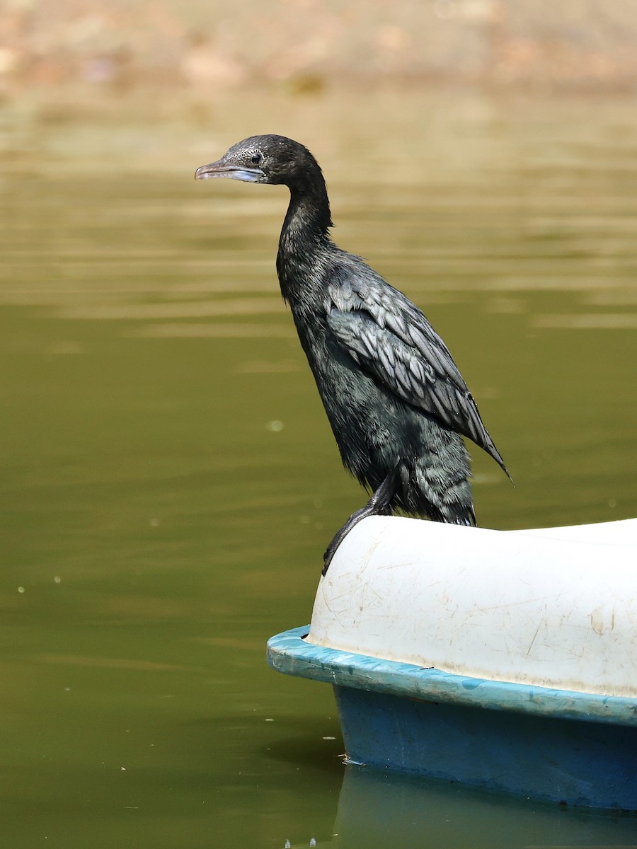Little Cormorant - ML641844567