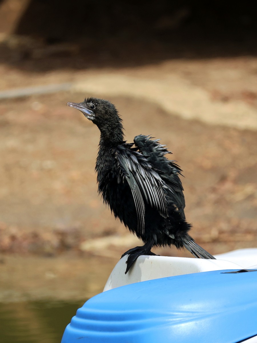 Little Cormorant - ML641844568