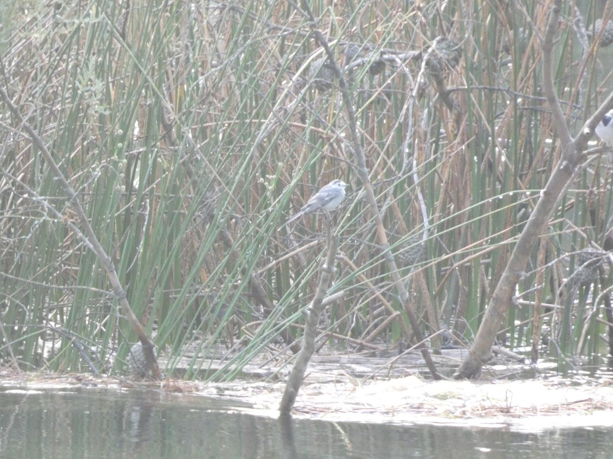 White Wagtail - ML641844607