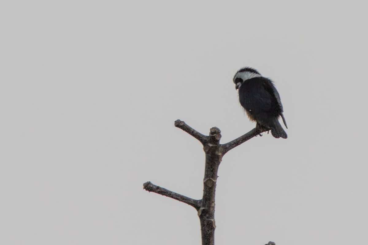 Collared Falconet - ML641844620