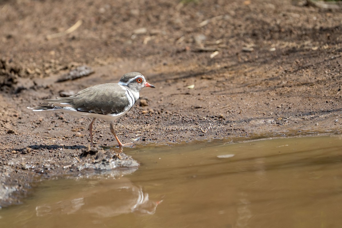 Three-banded Plover - ML641844621