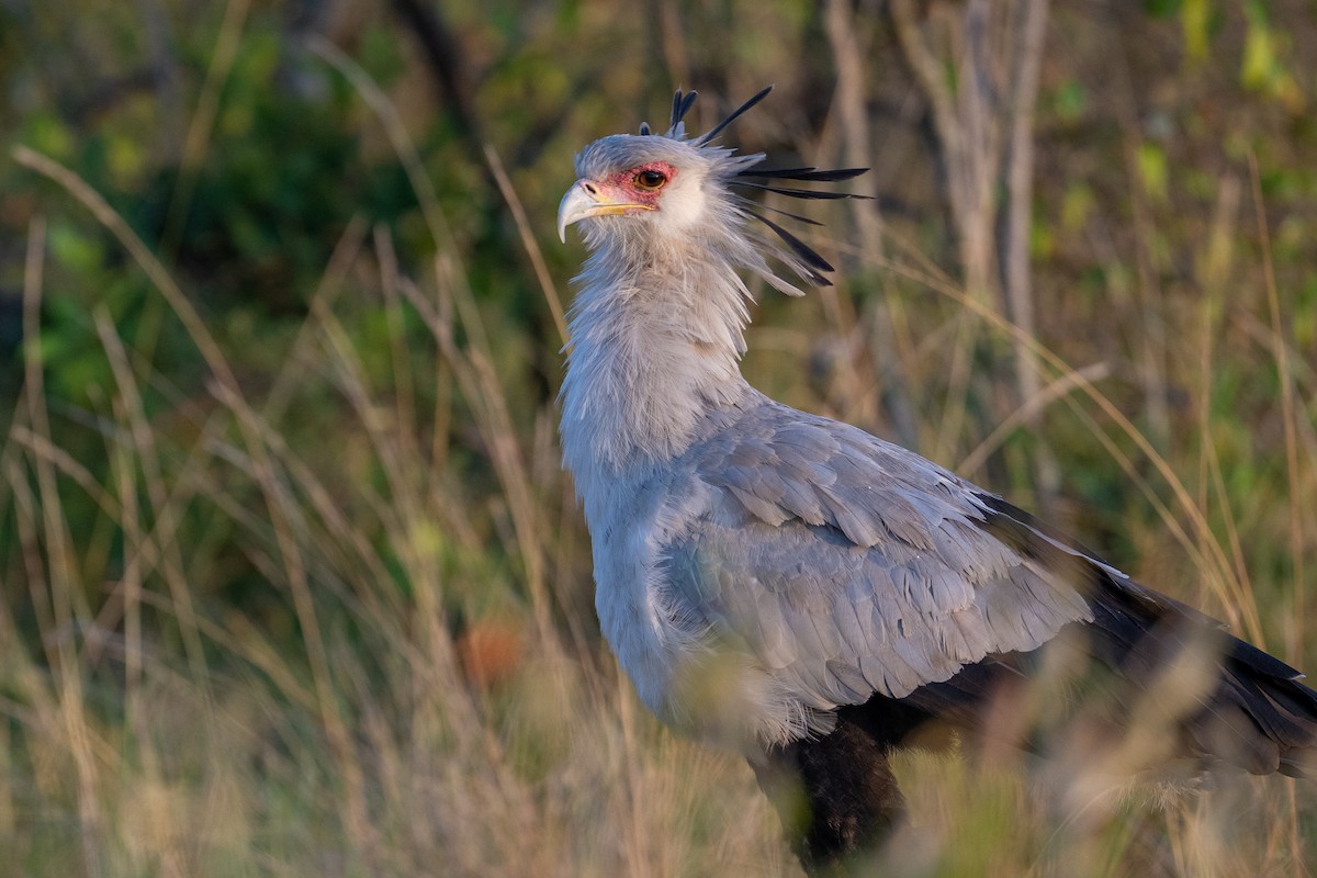 Secretarybird - ML641844701