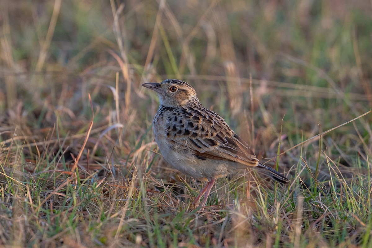 Rufous-naped Lark - ML641844748