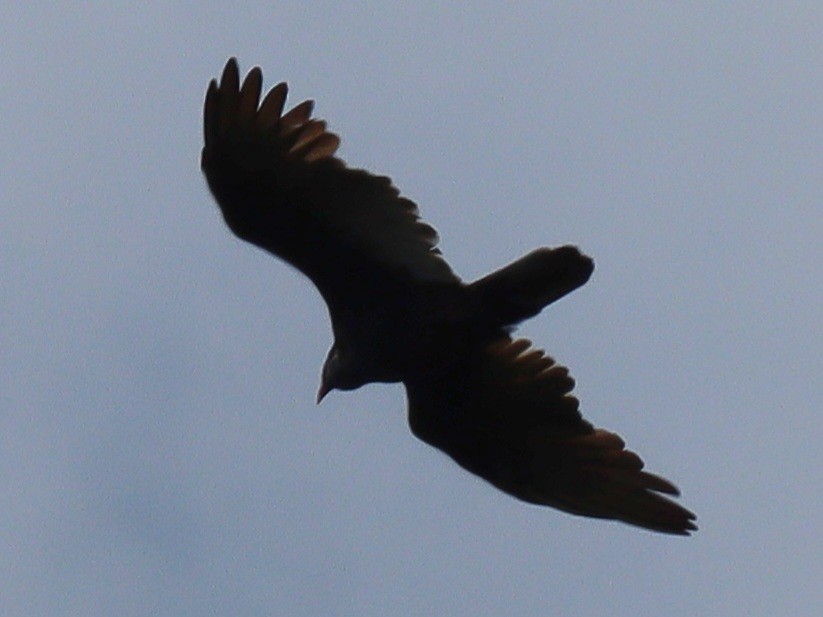 Turkey Vulture - ML641844749