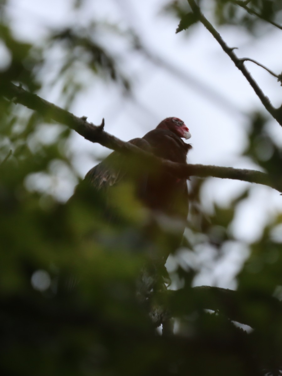 Turkey Vulture - ML641844751