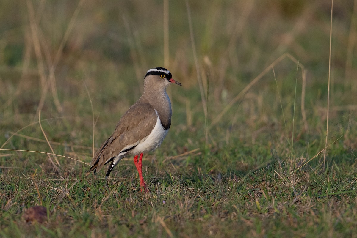 Crowned Lapwing - ML641844757